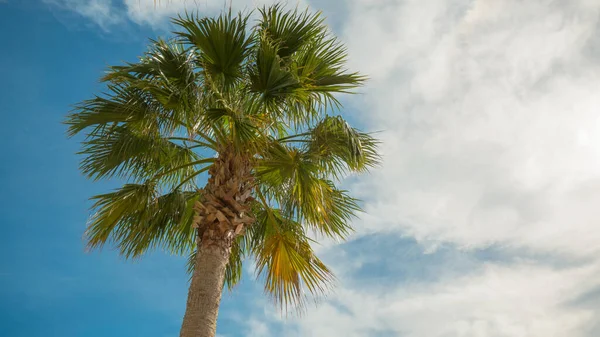 Palmeira Praia — Fotografia de Stock