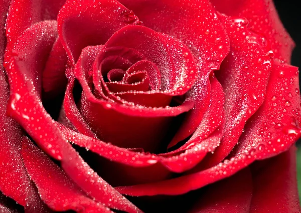 Schöne Rote Rose Mit Wassertropfen — Stockfoto