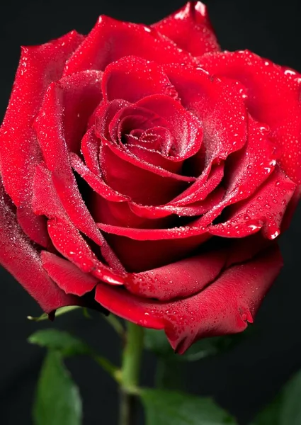 Rosa Vermelha Bonita Com Gotas Orvalho Fundo Preto — Fotografia de Stock