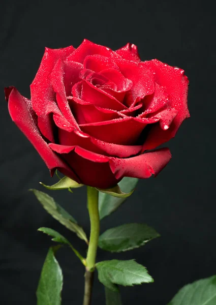 Beautiful Red Rose Black Background — Stock Photo, Image