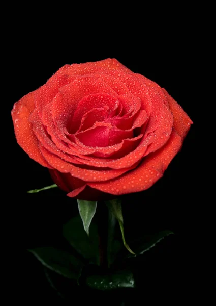 Hermosa Rosa Roja Sobre Fondo Negro — Foto de Stock
