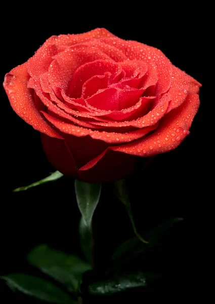 Beautiful Red Rose Black Background — Stock Photo, Image