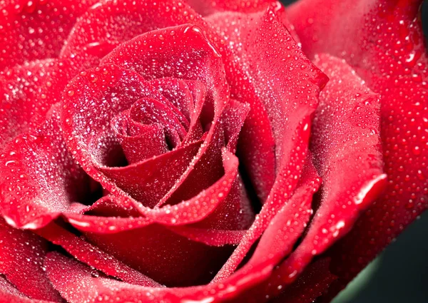 Bella Rosa Rossa Con Gocce Acqua — Foto Stock