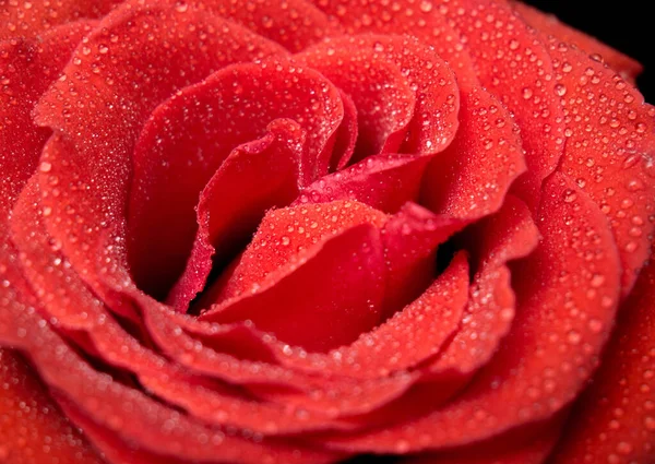 Nahaufnahme Einer Roten Rose — Stockfoto