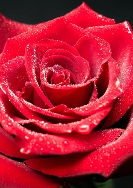 Schöne Rote Rose Mit Wassertropfen — Stockfoto