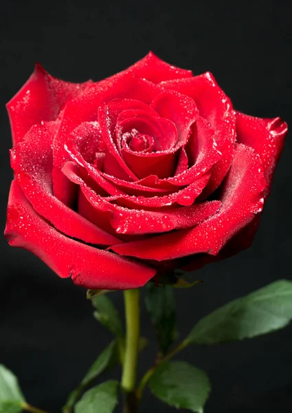 美しい赤いバラが黒を背景に — ストック写真