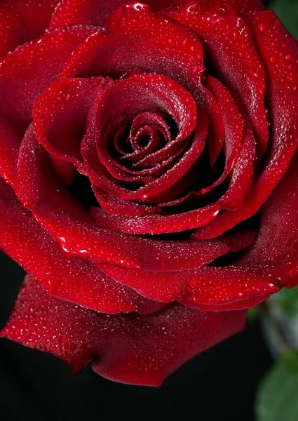 Hermosa Rosa Roja Con Gotas Agua —  Fotos de Stock