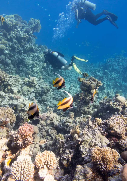 熱帯の海の底にあるカラフルなサンゴ礁 ダイバー そして学校のバナーフィッシュ Heniochus Diphreutes 水中の風景 — ストック写真