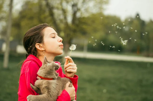 Chica Sostiene Gato Sus Manos Sopla Sobre Diente León —  Fotos de Stock