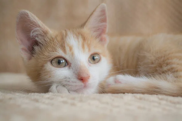 Hafif Arka Planda Genç Kırmızı Kedi Konsept Yaşam Tarzını Gevşet — Stok fotoğraf