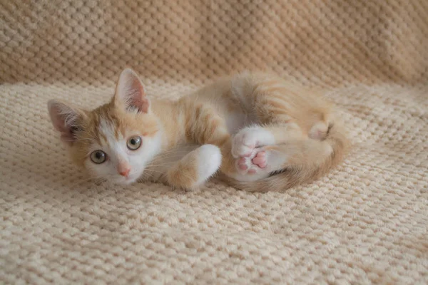 Gatinho Gengibre Engraçado Deitado Cama Roupas Cama Bege — Fotografia de Stock