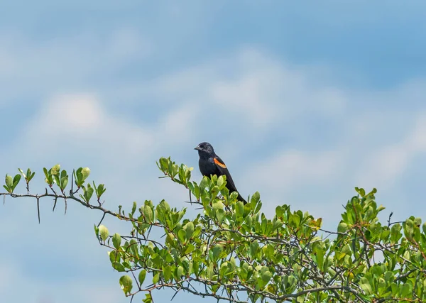 Red Winged Blackbird Ένα Λιβάδι Μπους Στην Goose Lake Prairie — Φωτογραφία Αρχείου