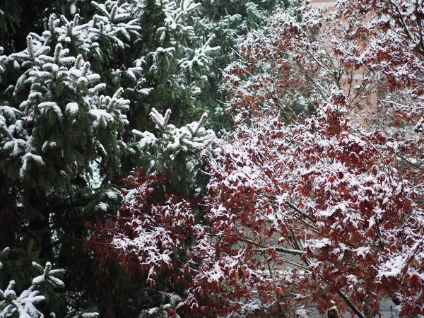 赤いカエデやマツの木の葉の雪は — ストック写真