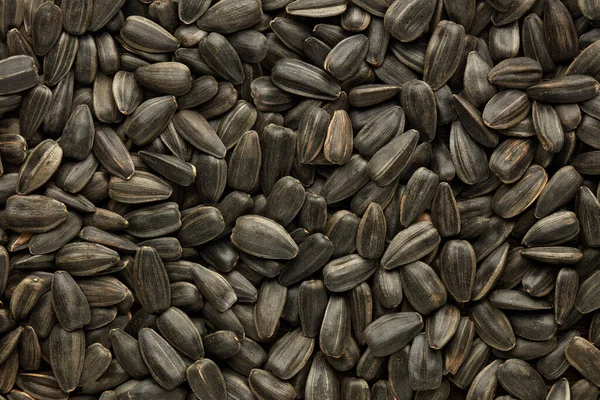 Семена Подсолнечника Белом Фоне — стоковое фото