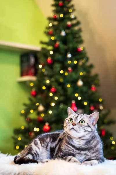 Britské Krátké Vlasy Kočka Stříbrný Tabby Sedí Před Vánoční Stromeček — Stock fotografie