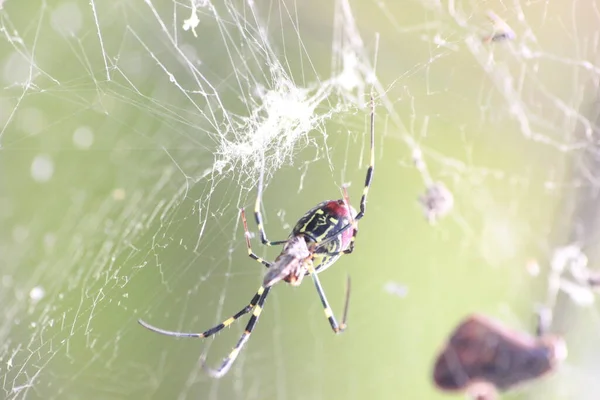 선택적으로 녹색의 배경을 거미와 거미집에 초점을 맞추고 — 스톡 사진
