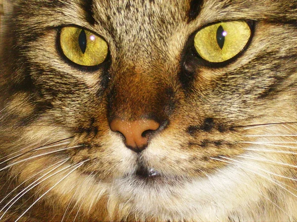 Katze Mit Großen Augen — Stockfoto