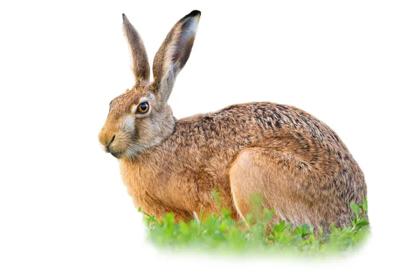 茶色のウサギ Lepus Europaeusは 白い背景に隔離されたクローバーに座っています 緑の草の中に長い耳を持つ動物は 空白の上に切り取られます コピースペースと新鮮な草原を探しているバニー — ストック写真