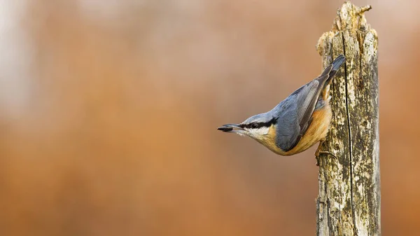 Agile Eurasian Nuthatch Sitta Europaea Geeding Himself Sunflower Seed Small — Stock Photo, Image