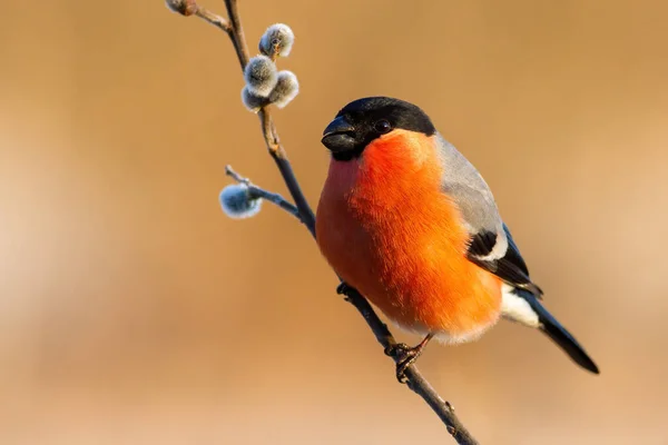 Bullfinch Eurasiatico Maschio Pirrhula Pyrrhula Seduto Ramoscello Fiorito Con Acini — Foto Stock