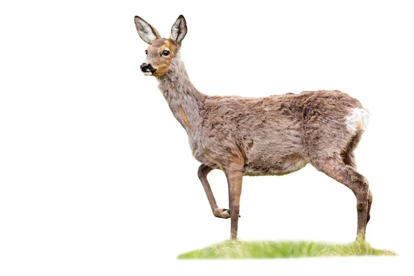 Chevreuil Gravide Capreolus Capreolus Biche Debout Sur Herbe Coupée Blanc — Photo