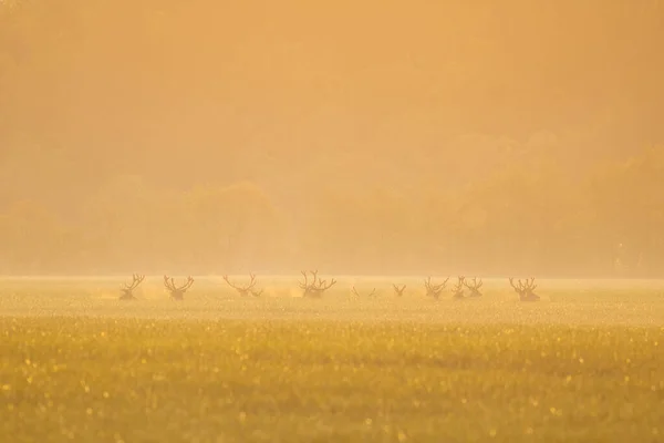 Rothirsch Gebärmutterhals Herde Die Orangefarbenen Morgennebel Auf Einem Feld Steht — Stockfoto