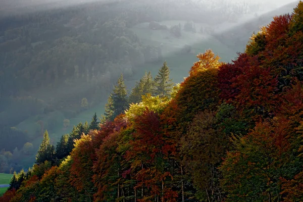 Autumn Forest Todtnau Black Forest Germany — Stock Photo, Image