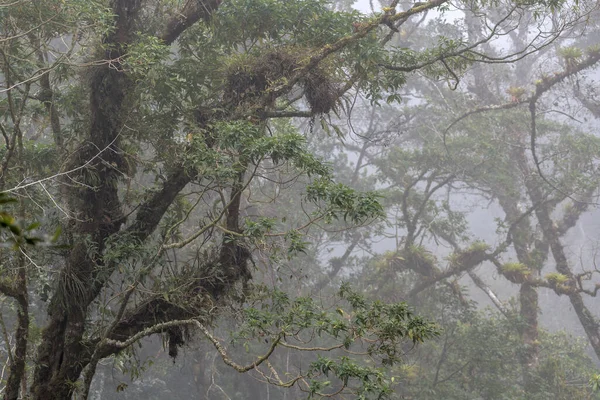 Tropical Cloud Forest Baru Volcano National Park Panama — Stock fotografie