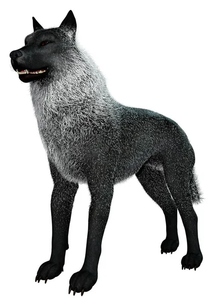 Zwart Wit Silhouet Van Een Wolf — Stockfoto