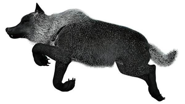 Rendering Black White Wolf — Stock Photo, Image