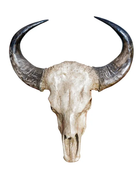Cráneo Búfalo Aislado Sobre Fondo Blanco — Foto de Stock