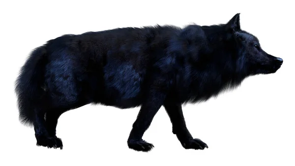 Schwarzer Und Weißer Wolf Isoliert Auf Einem Hintergrund — Stockfoto