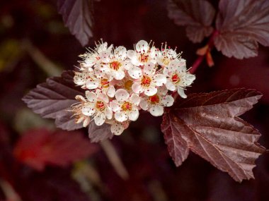 Pretty white blossom and dark leaves of a ninebark shrub, Physocarpus opulifolius Lady in Red clipart