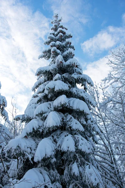 Зимний Пейзаж Заснеженными Деревьями — стоковое фото