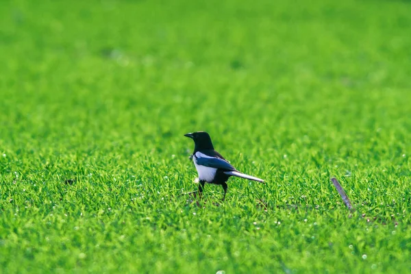 A young magpie is looking for fodder on a green field in spring