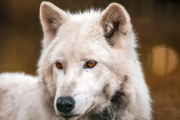 Portret Van Een Prachtige Hond — Stockfoto