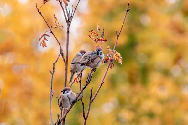 Hermoso Pájaro Bosque Otoño — Foto de Stock