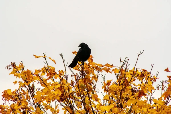 Vogel Wald — Stockfoto