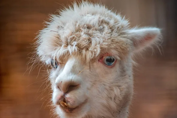 Chèvre Dans Zoo — Photo