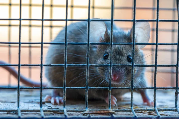 Rat Domestique Noir Blanc Dans Cage — Photo