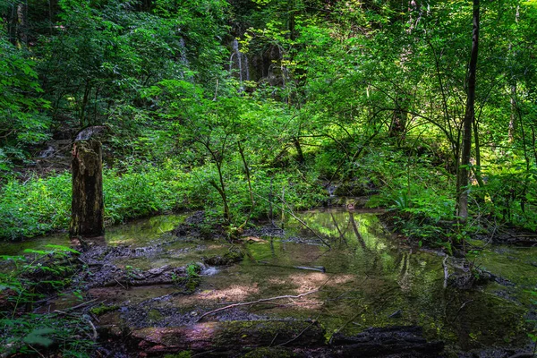 Tronco Árbol Podrido Pantanos Humedales Con Patrones Luz Exuberante Bosque —  Fotos de Stock