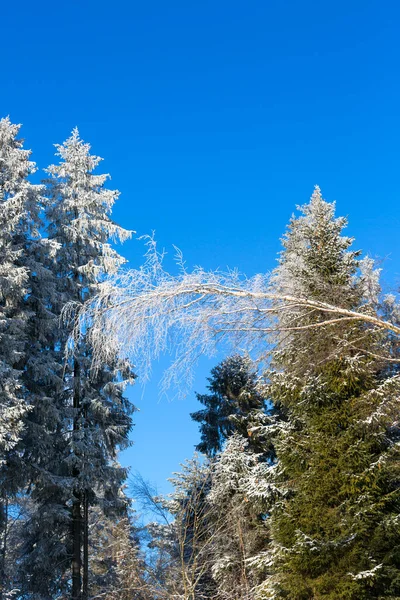 Vinterlandskap Bergen Snötäckta Träd Gorce Nationalpark Polen — Stockfoto