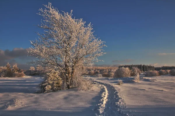 Winterlandschap Met Besneeuwde Bomen — Stockfoto