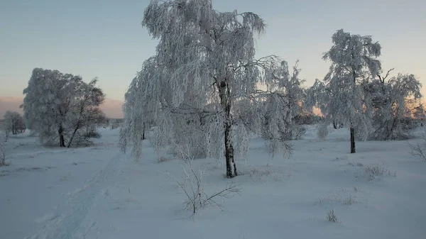 Красивый Зимний Пейзаж Заснеженными Деревьями — стоковое фото