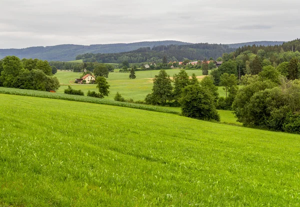 Grüne Wiese Mit Bäumen Hintergrund — Stockfoto