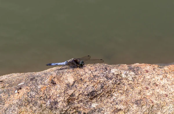 Mature Male Black Tailed Skimmer Dragonfly Resting Stone Sunny Ambiance — Stock Photo, Image