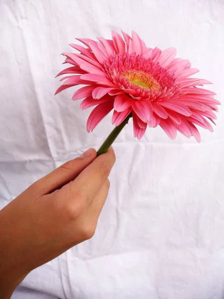 Mulher Bonita Segurando Uma Flor — Fotografia de Stock