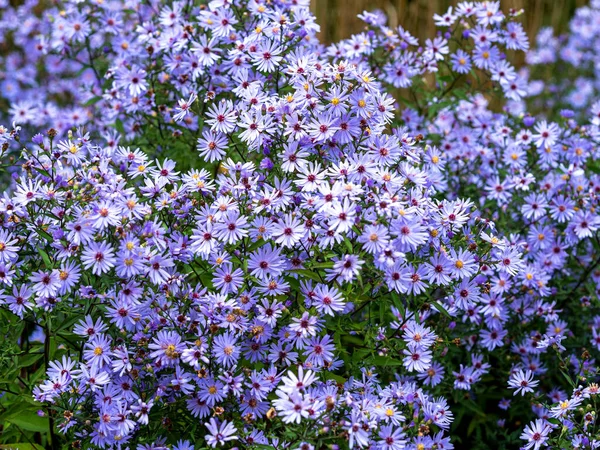 Dense Pretty Blue Aster Little Carlow Flowers Sunlight Garden — Stok Foto