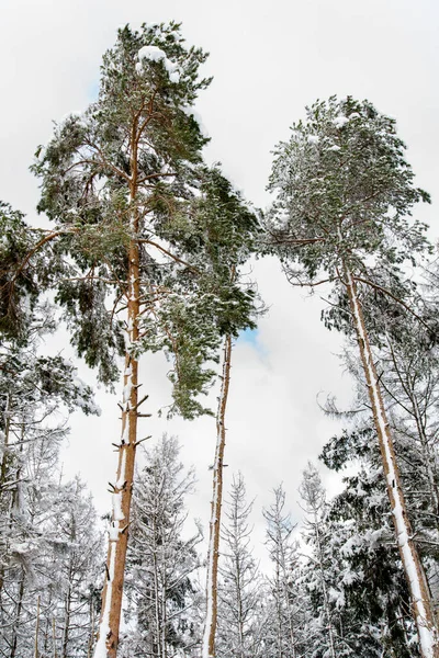Floresta Pinheiro Inverno — Fotografia de Stock