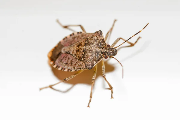Close Brown Beetle — стоковое фото